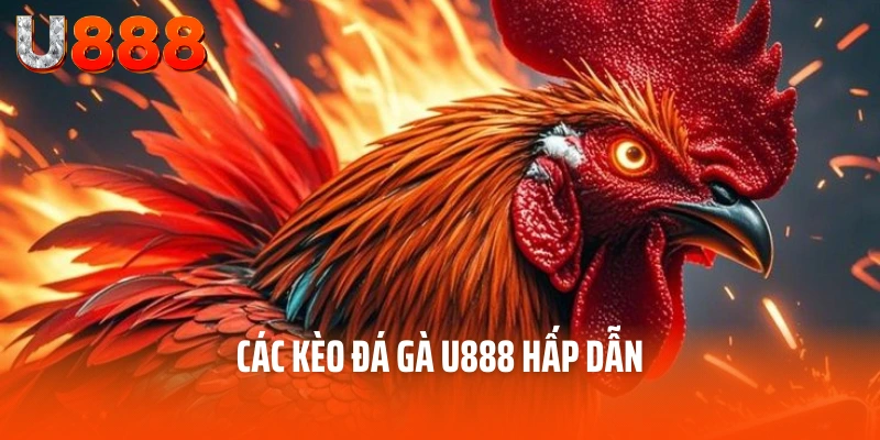 Đá Gà U888 - Nền Tảng Cá Cược Hàng Đầu Cho Các Kê Thủ 3 Các kèo đá gà U888 hấp dẫn
