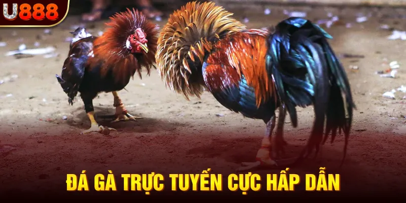 U888 - LINK VÀO NHÀ CÁI U888 UY TÍN AN TOÀN 2025 14 Đá gà trực tuyến cực hấp dẫn