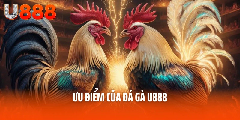 Đá Gà U888 - Nền Tảng Cá Cược Hàng Đầu Cho Các Kê Thủ 2 Ưu điểm của đá gà U888