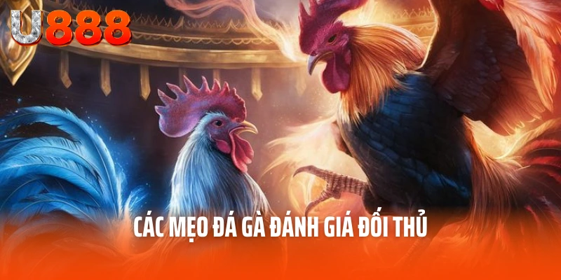 Mẹo đá gà - Chọn giống gà đá phù hợp tối ưu chiến thắng 4 Các mẹo đá gà đánh giá đối thủ