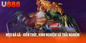 mẹo đá gà