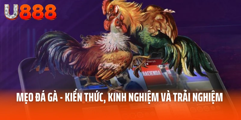 mẹo đá gà