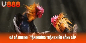 đá gà online