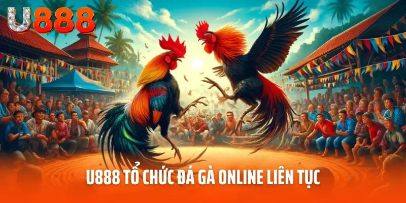 Đá Gà Online - Tận Hưởng Trận Chiến Đẳng Cấp Tại U888 3 U888 tổ chức đá gà online liên tục