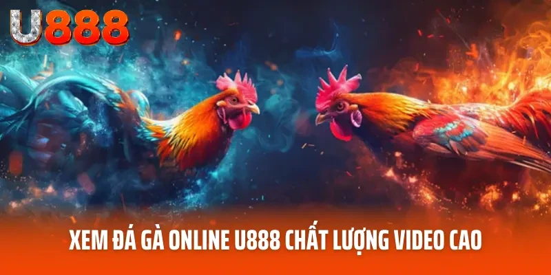 Đá Gà Online - Tận Hưởng Trận Chiến Đẳng Cấp Tại U888 4 Xem đá gà online U888 chất lượng video cao